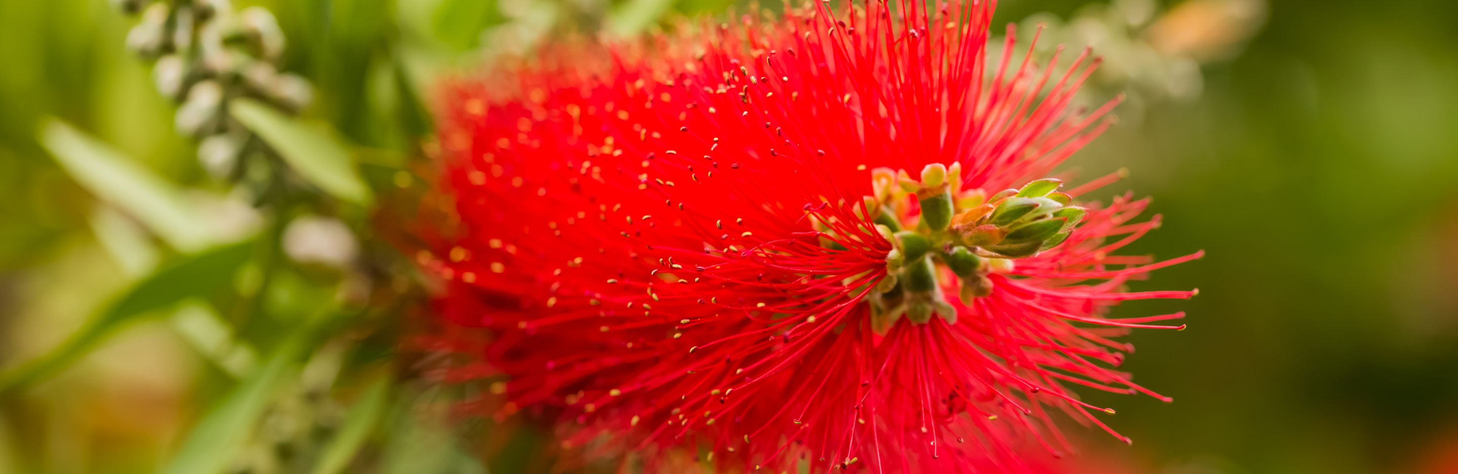 bottlebrush