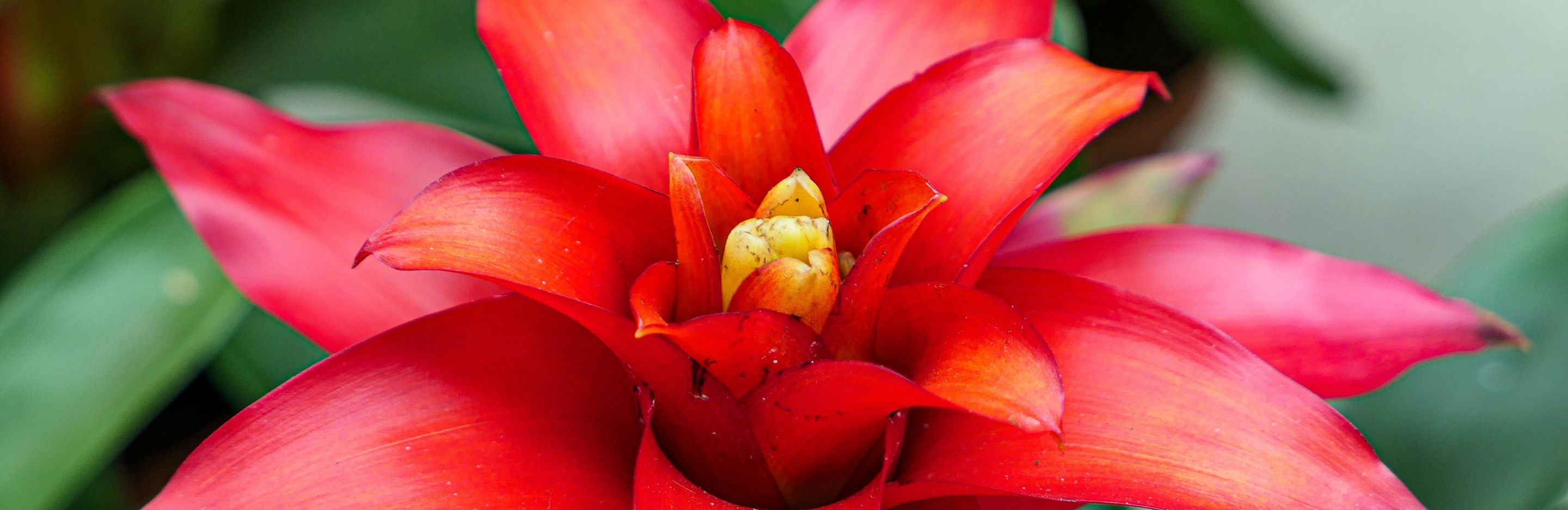 Bromeliad