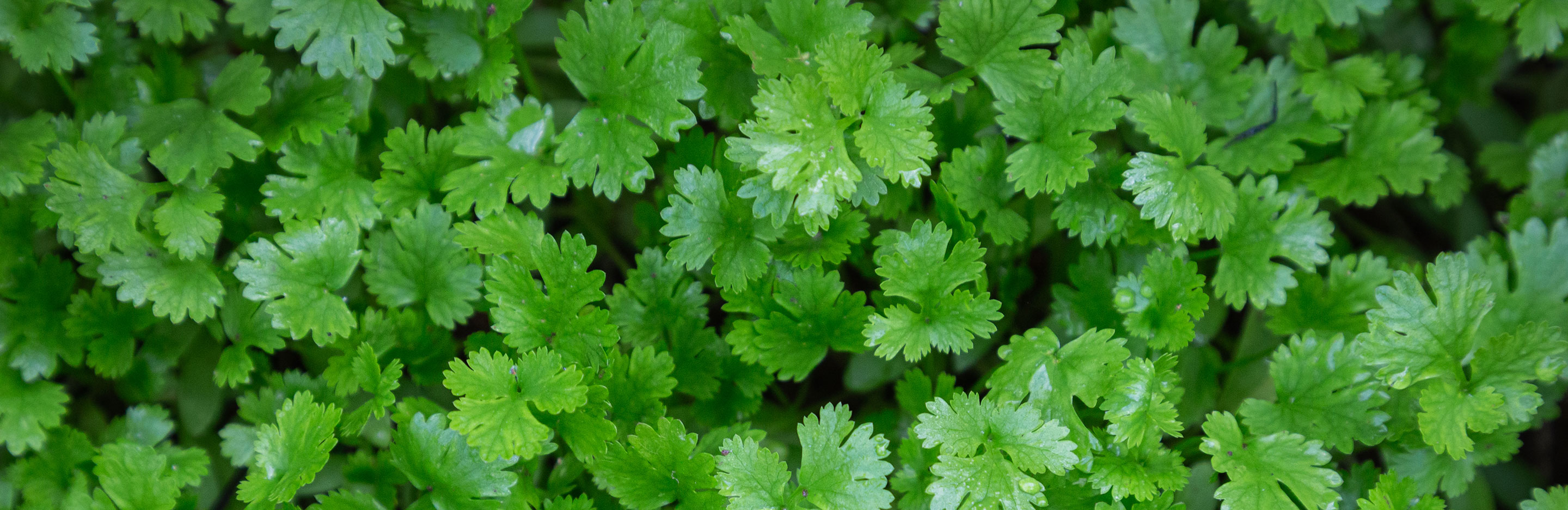 Homegrown coriander
