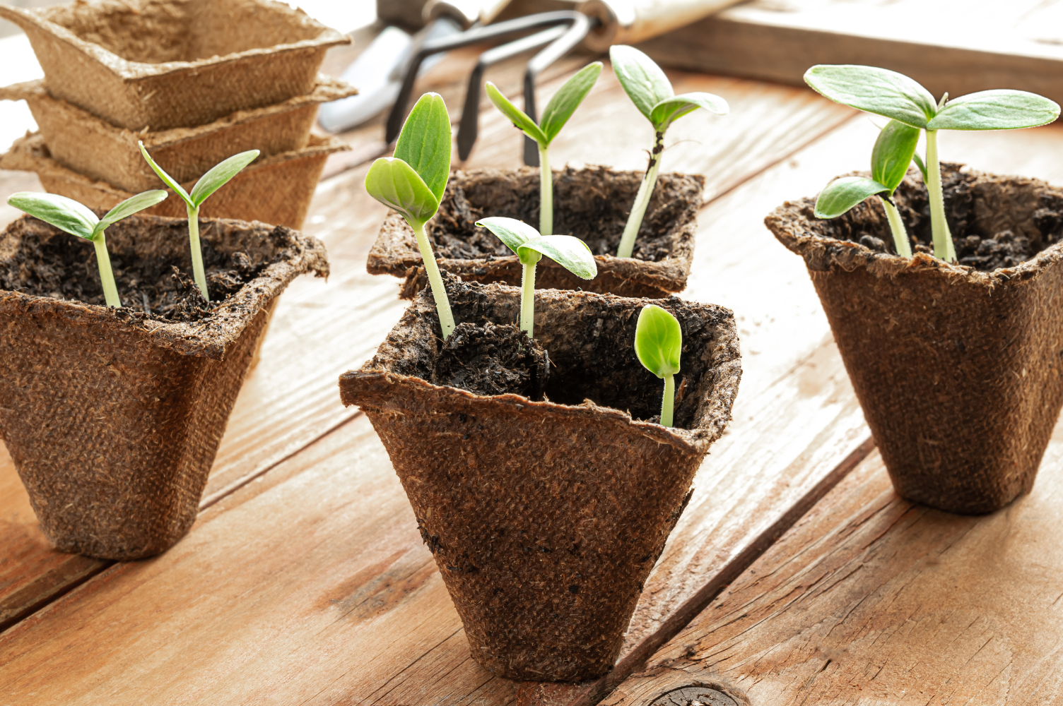 Cucumber_seedling_1504px(w).png cucumber seedling