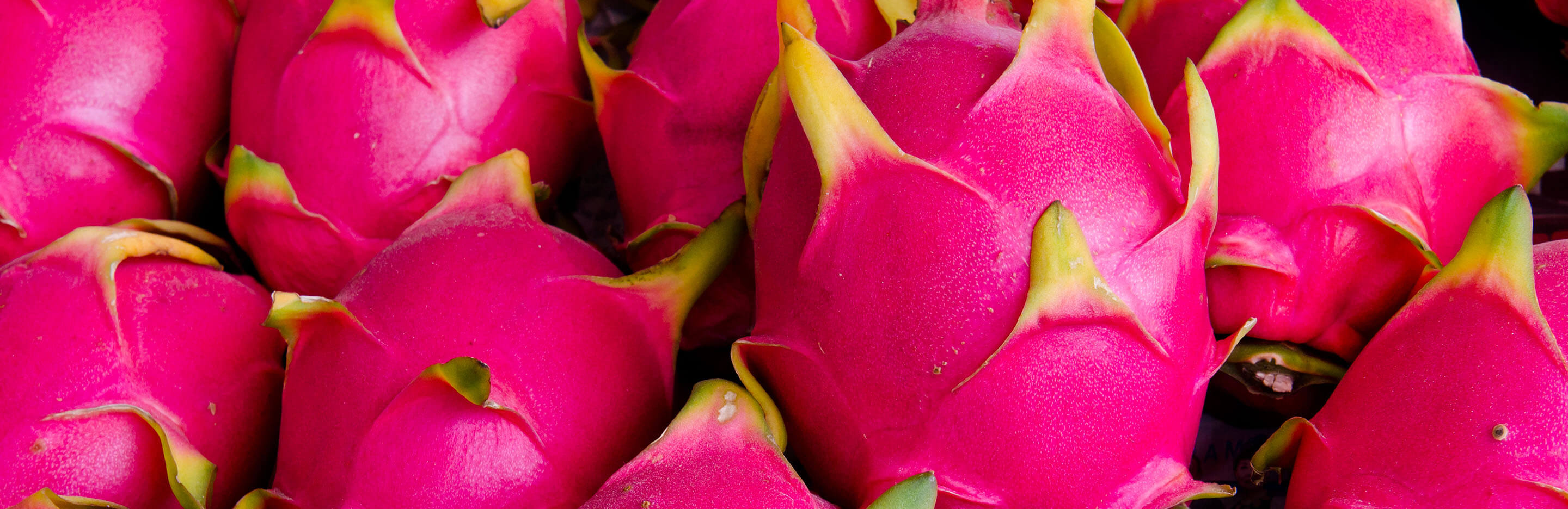 Growing Dragon fruit