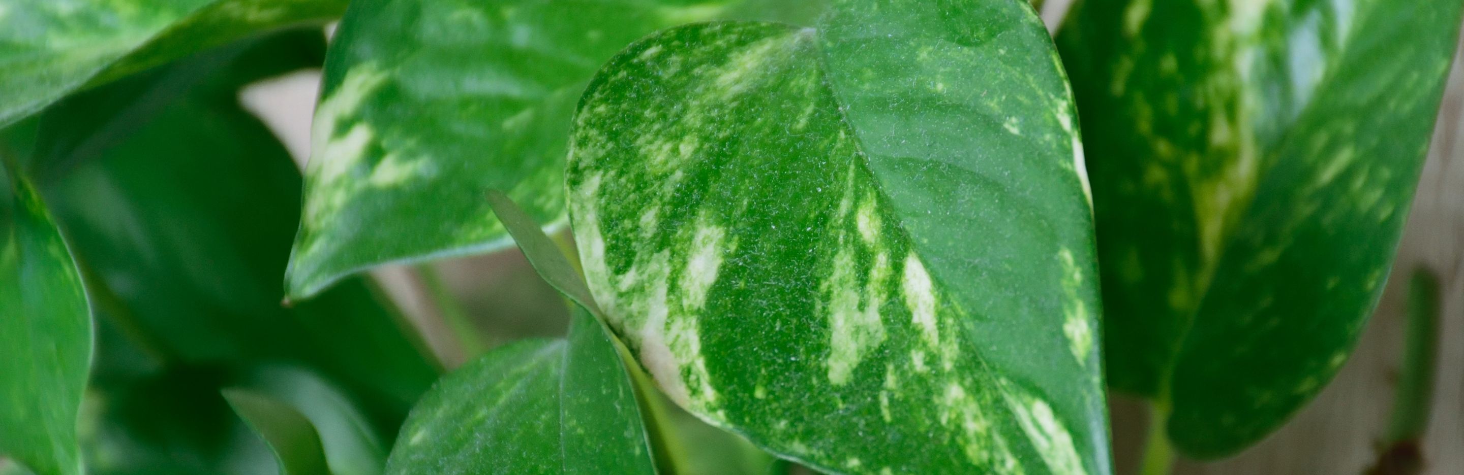 Growing Epipremnum Pinnatum