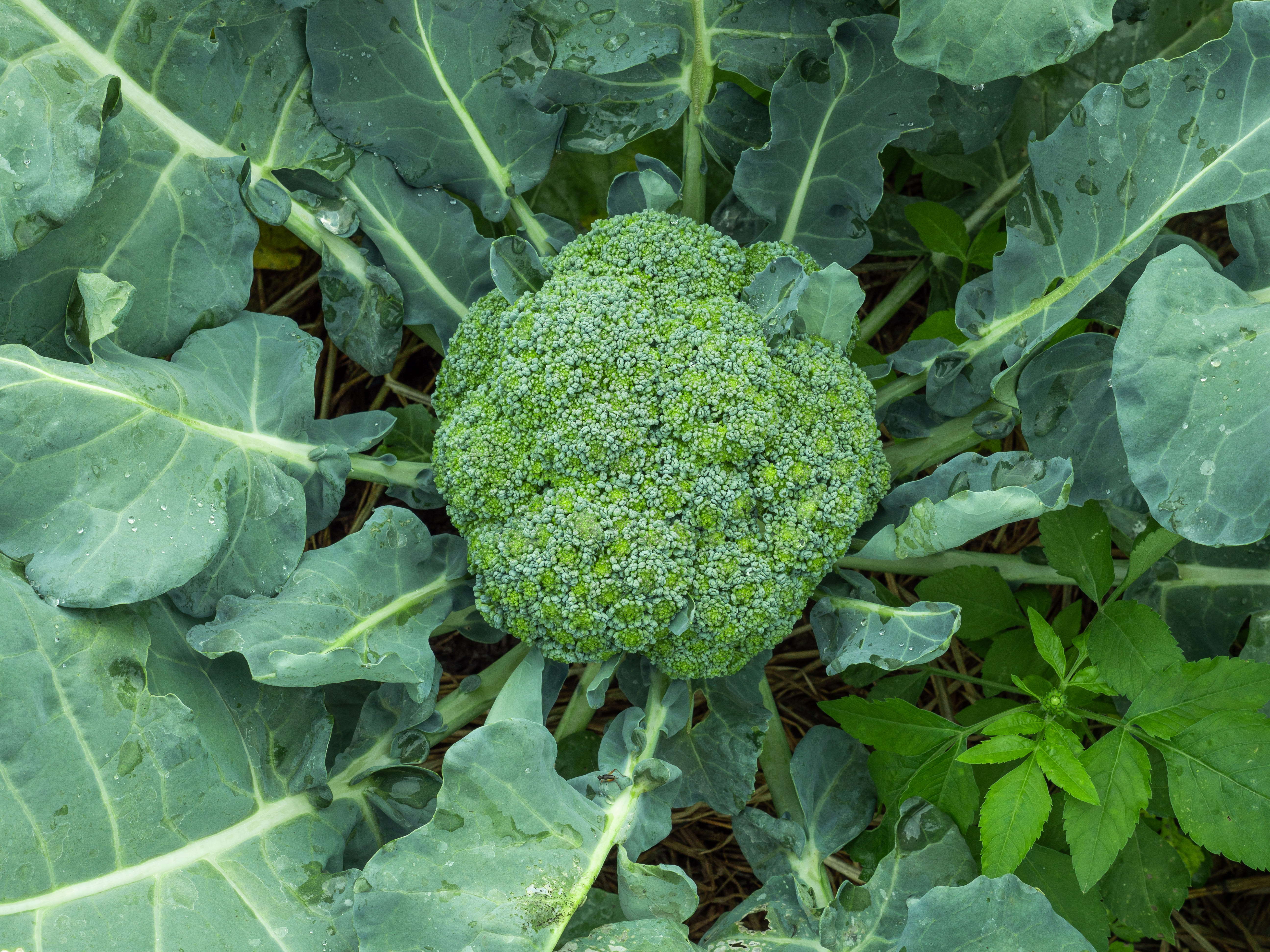 brocoli poussant dans le sol