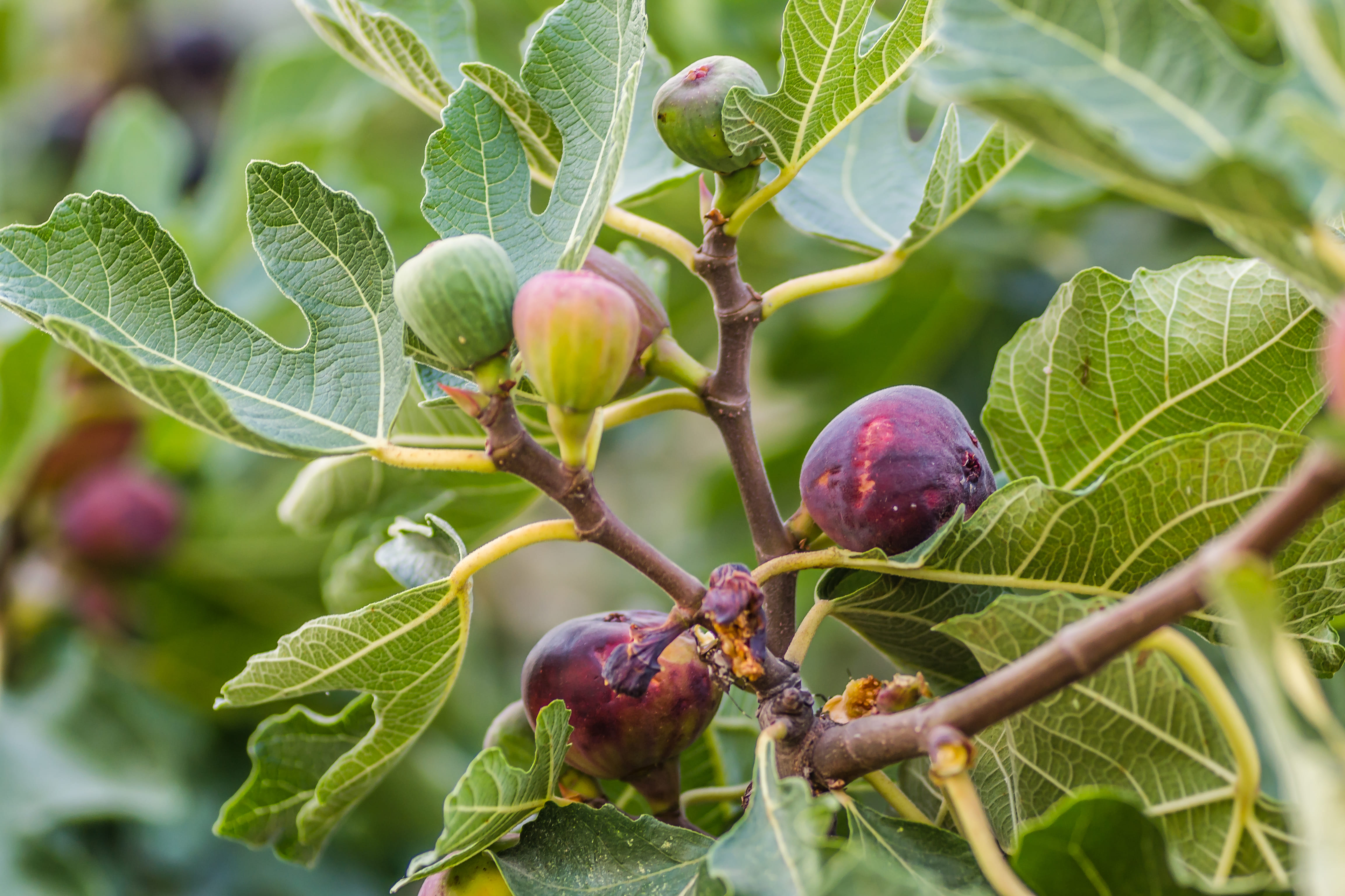 Des figues mûres et vertes dans la couronne de l'arbre du figuier