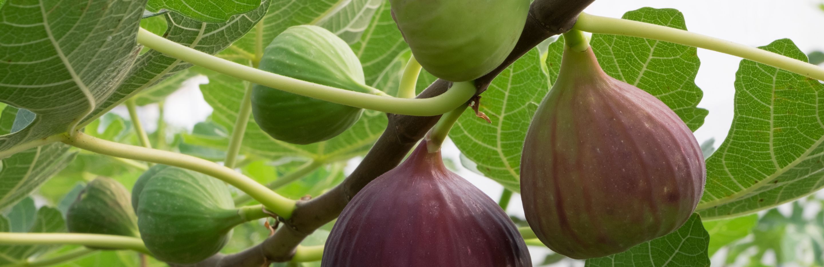 Growing Fig Tree
