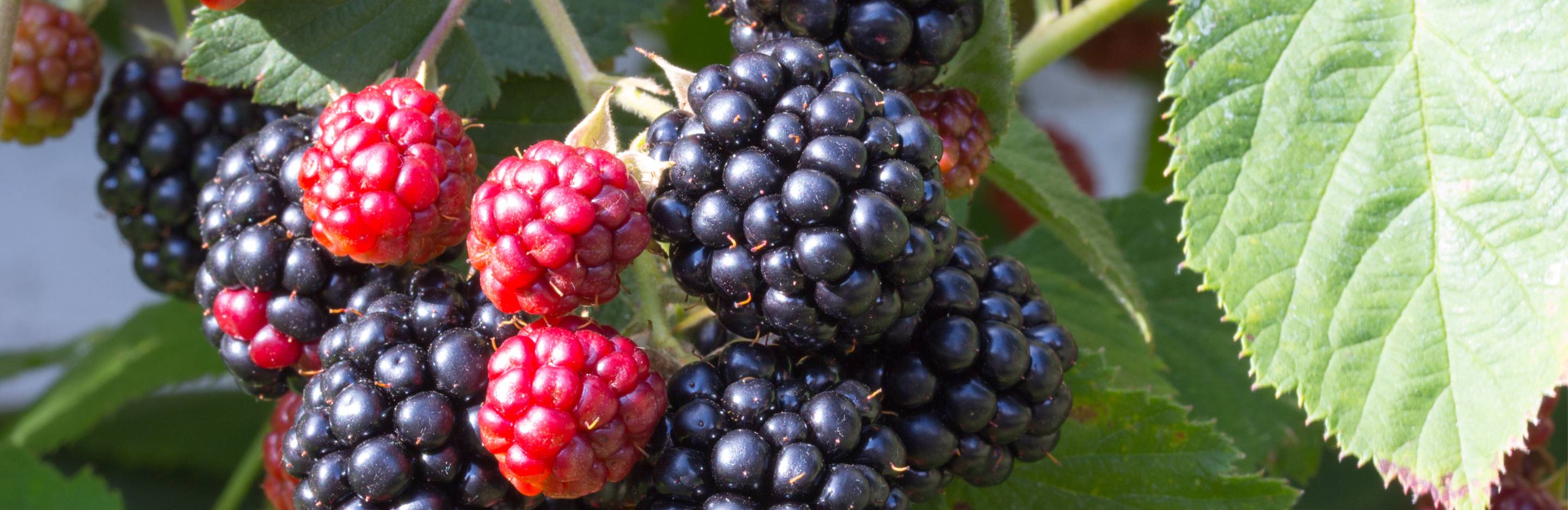 Jeżyny — uprawa i pielęgnacja