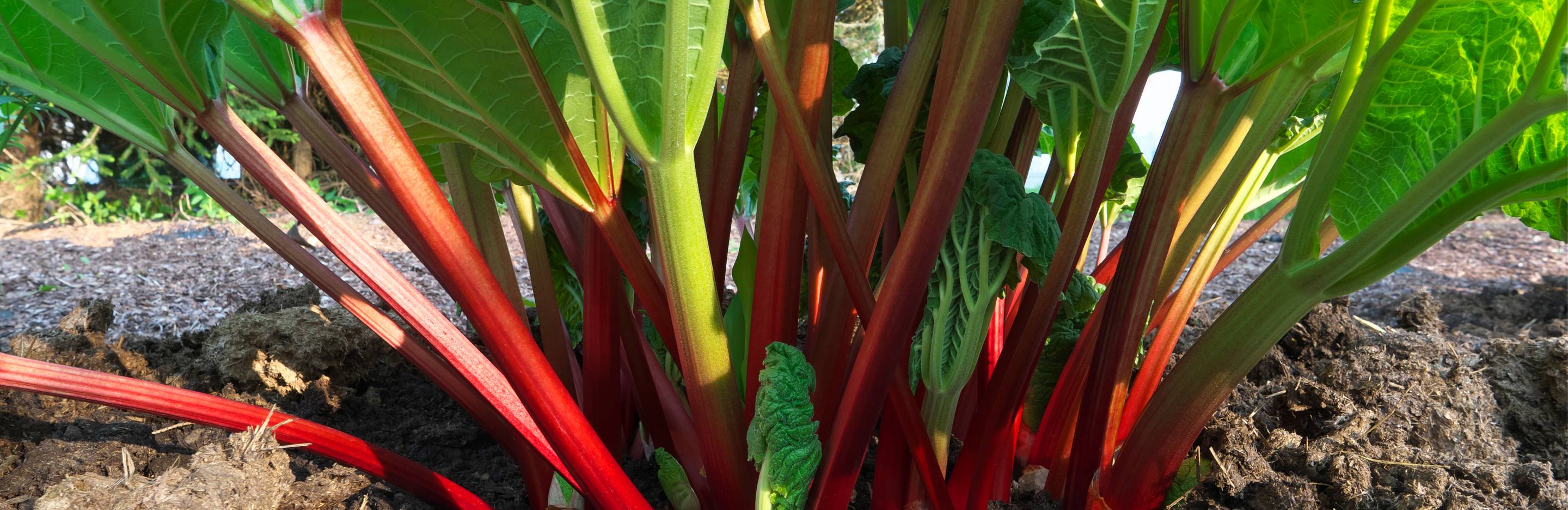 Rhabarber wächst im Freien