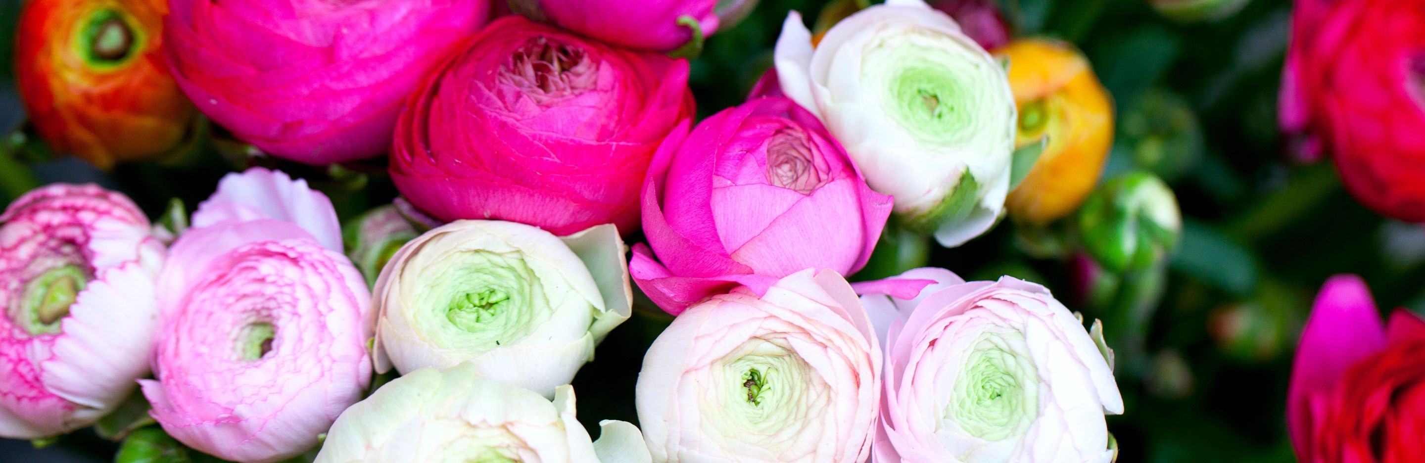 Grow ranunculus