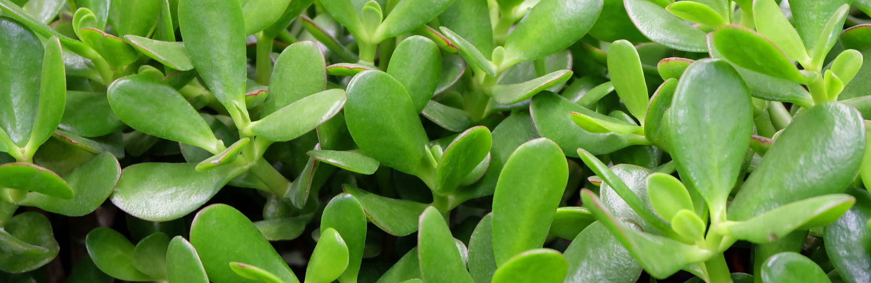 Drzewko szczęścia w domu