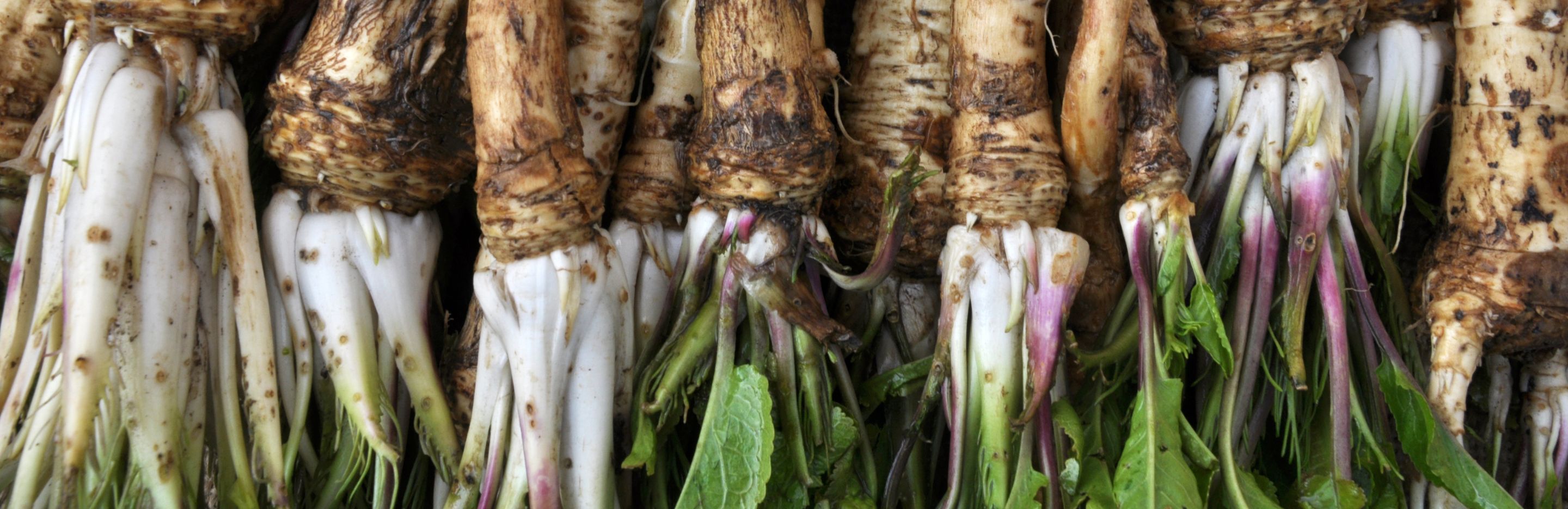 Horseradish