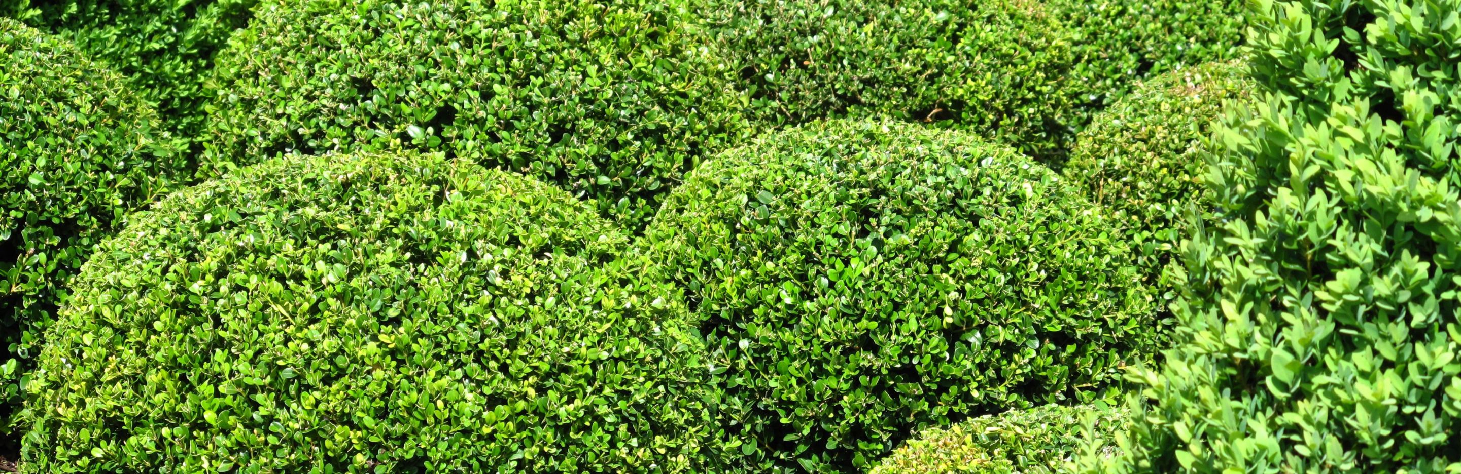 Buxus Hedge