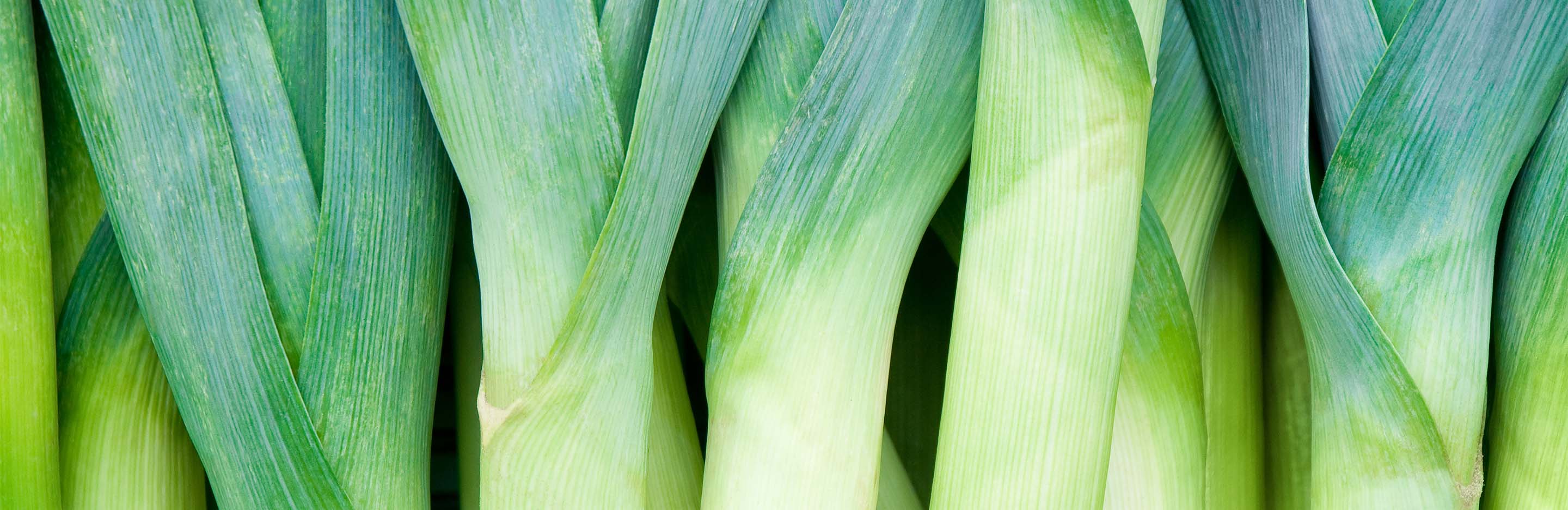 Growing Leeks
