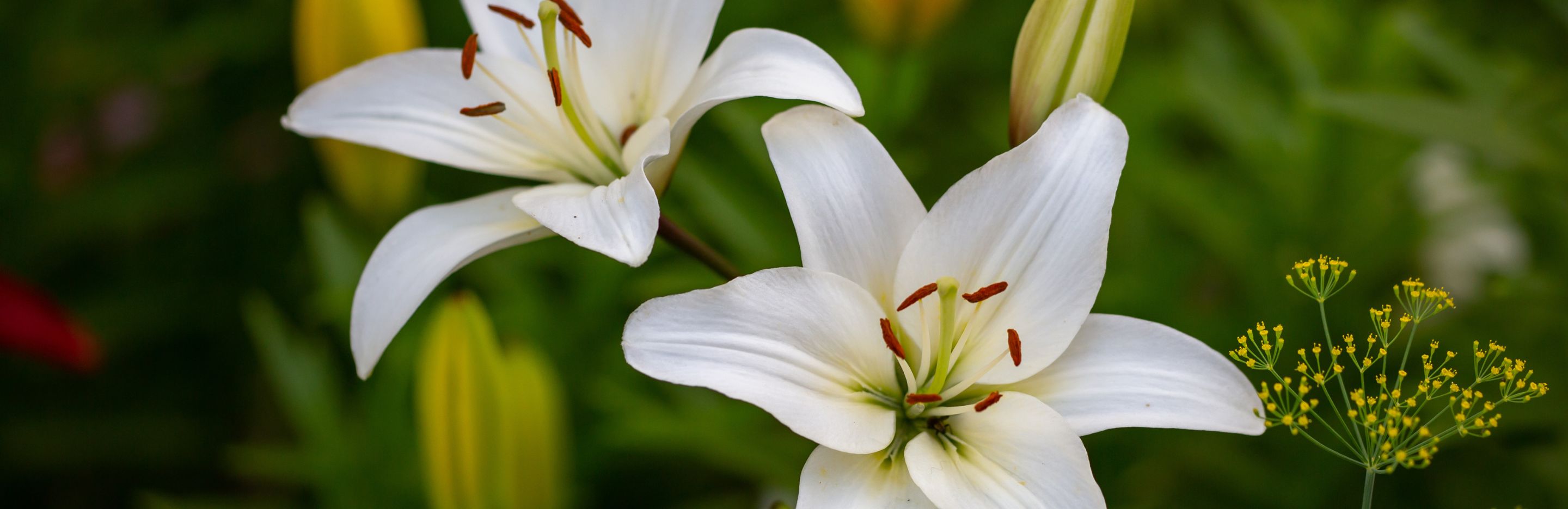 Lilies