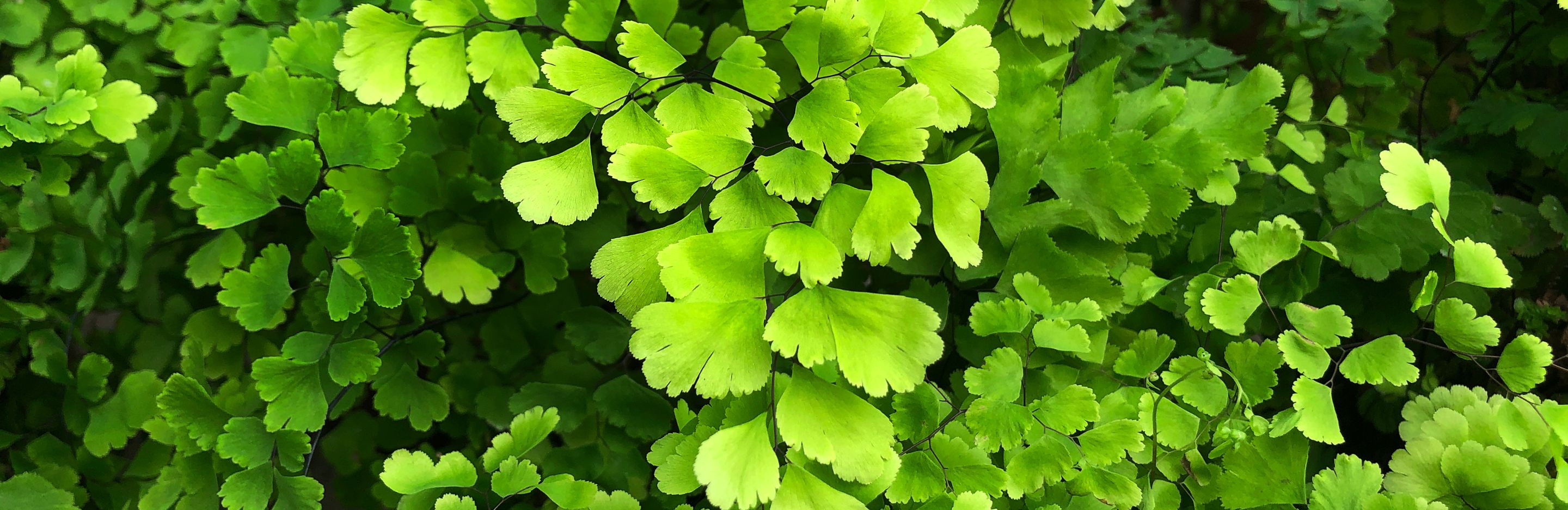 Maidenhair Ferns