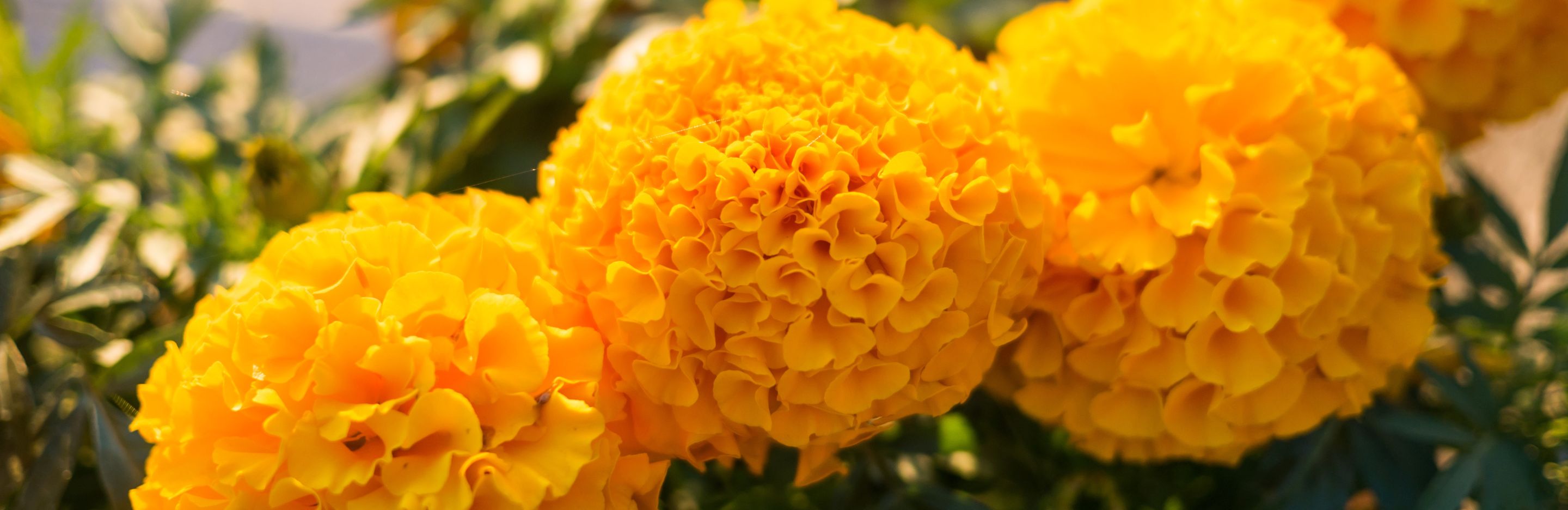 Marigold