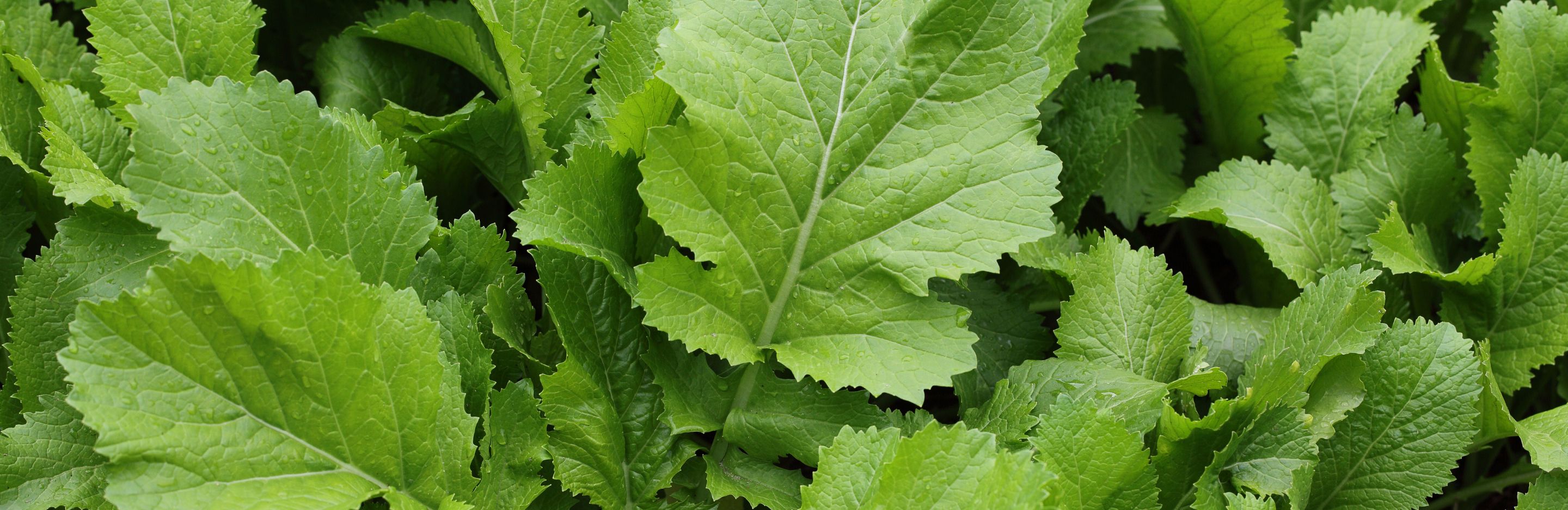 Mustard Greens