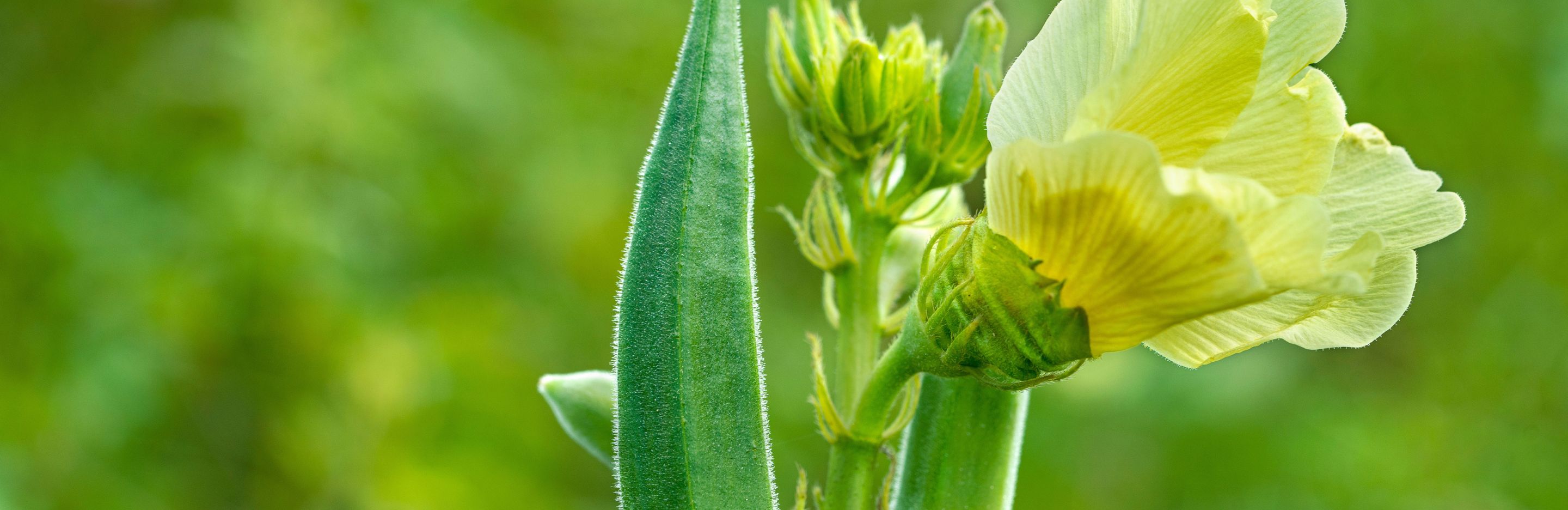 How to grow Okra