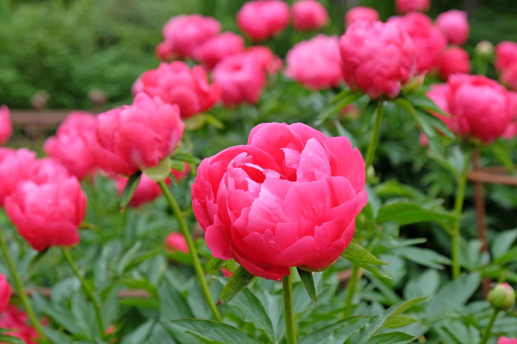 Conseils pour cultiver la pivoine