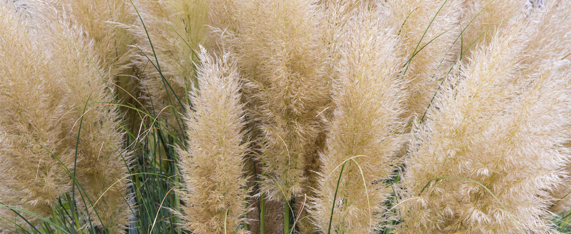 Pampasgras kweken en snoeien voor beginners | Ilovemygarden