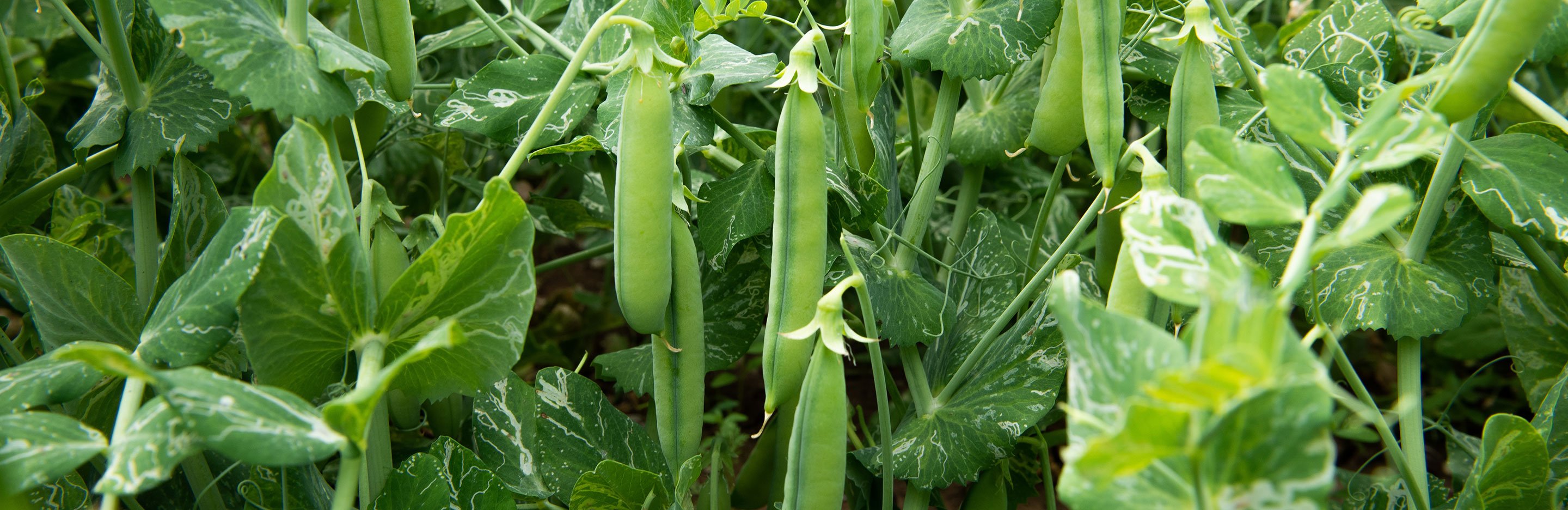 Homegrown peas