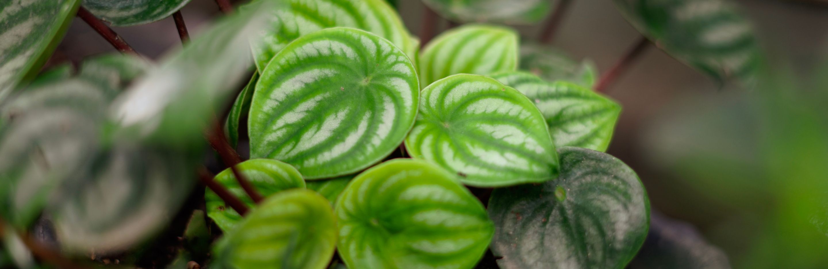 peperomia