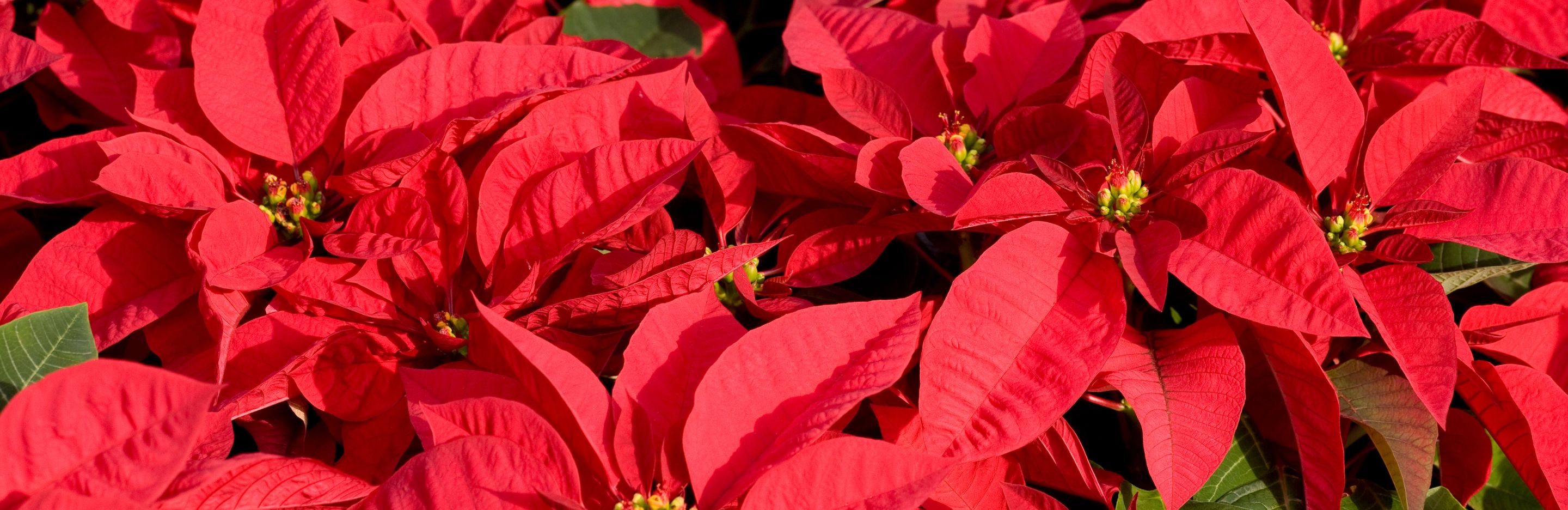 poinsettia