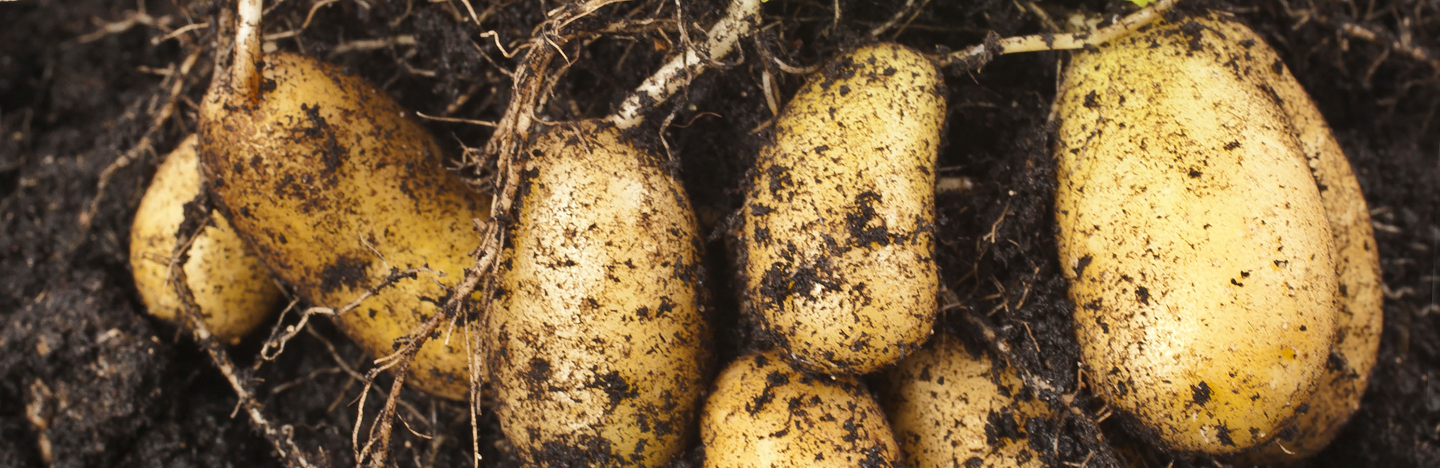 Homegrown potatoes
