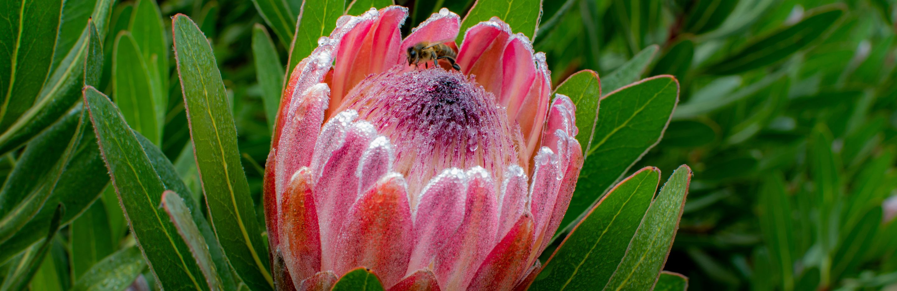 Proteas