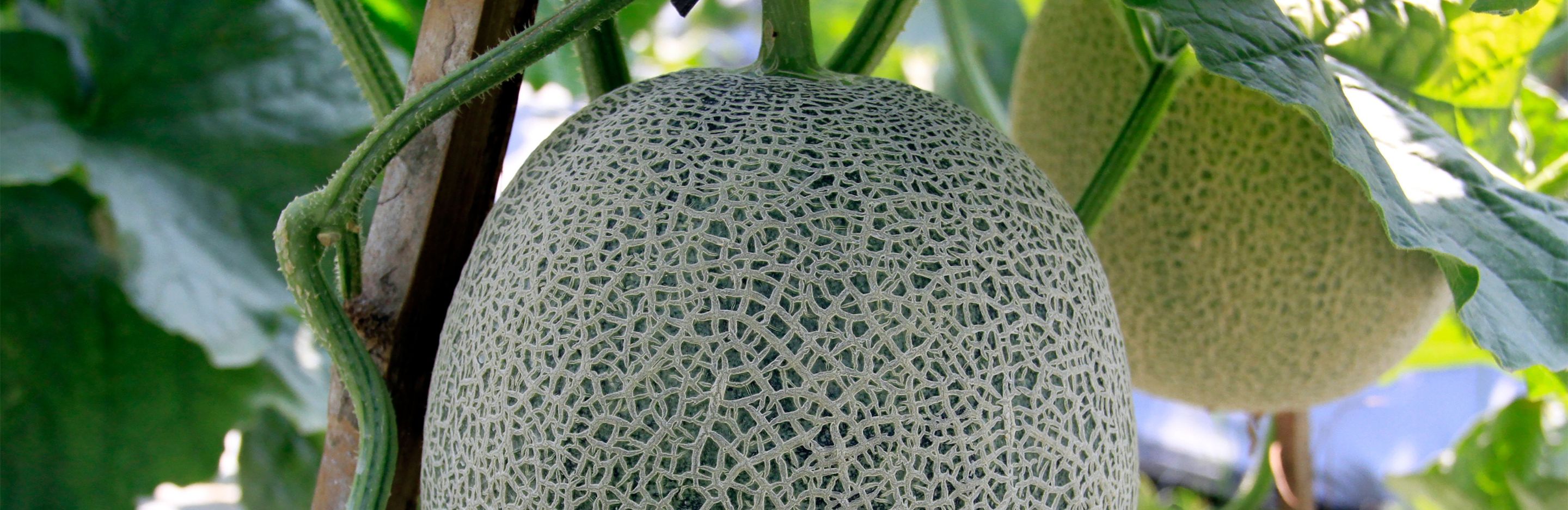 Rockmelon