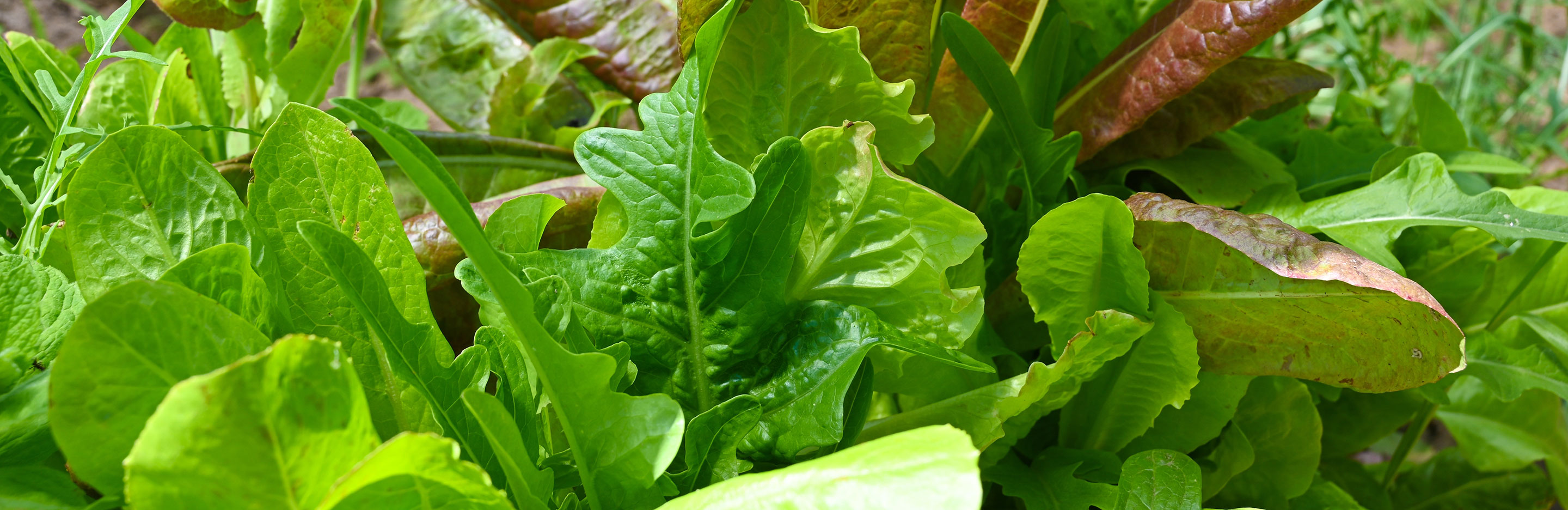 Salad greens growing