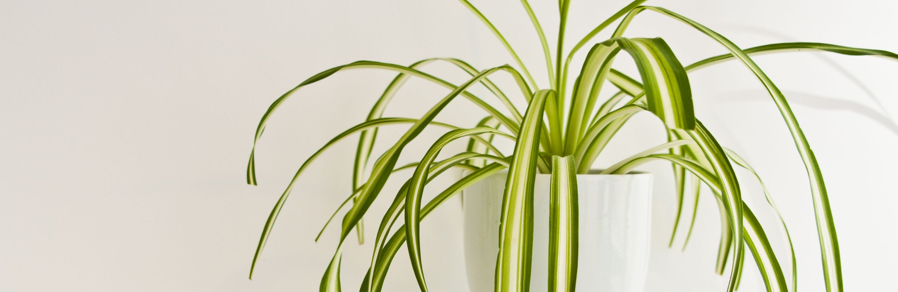 Spider Plant