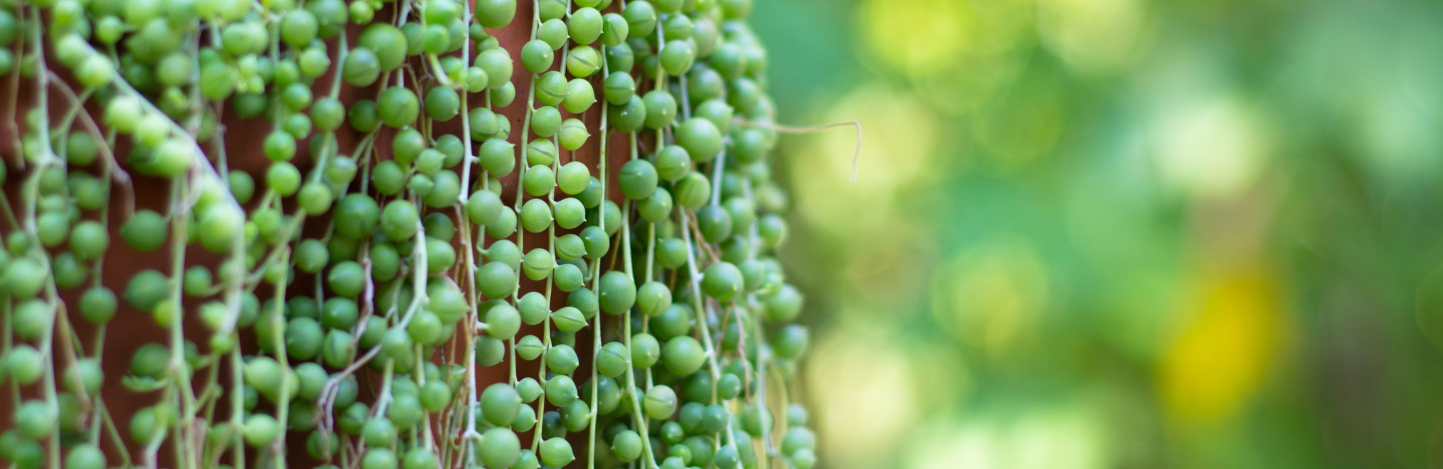 String of Pearls