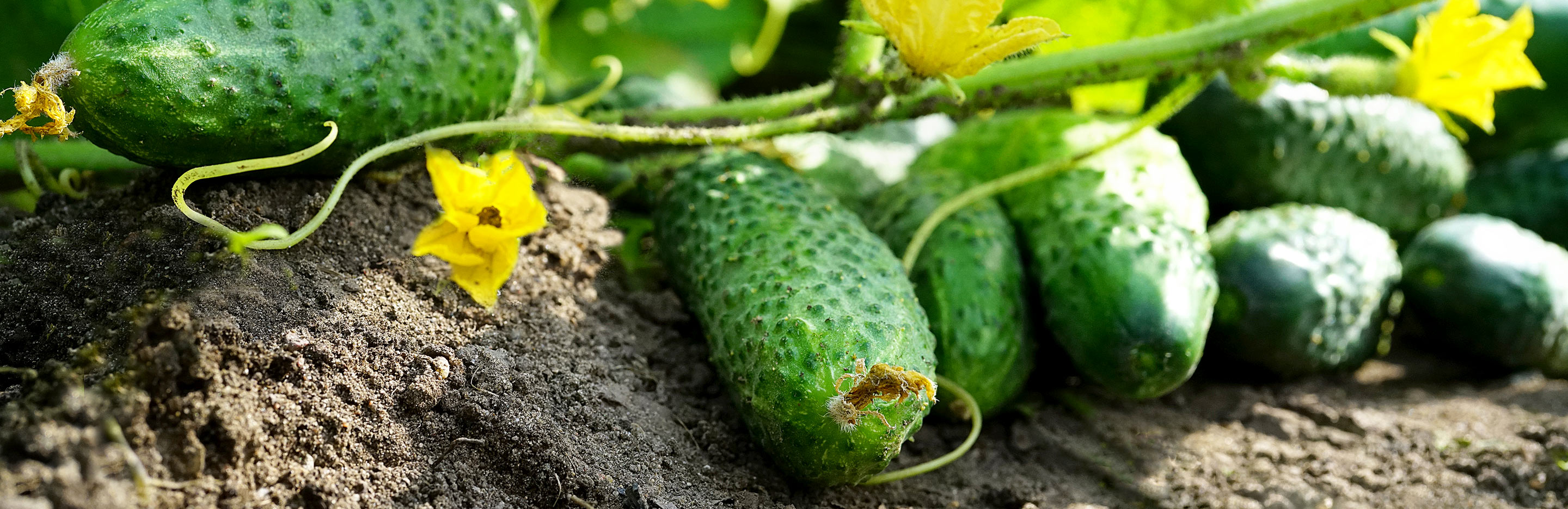 Cucumbers
