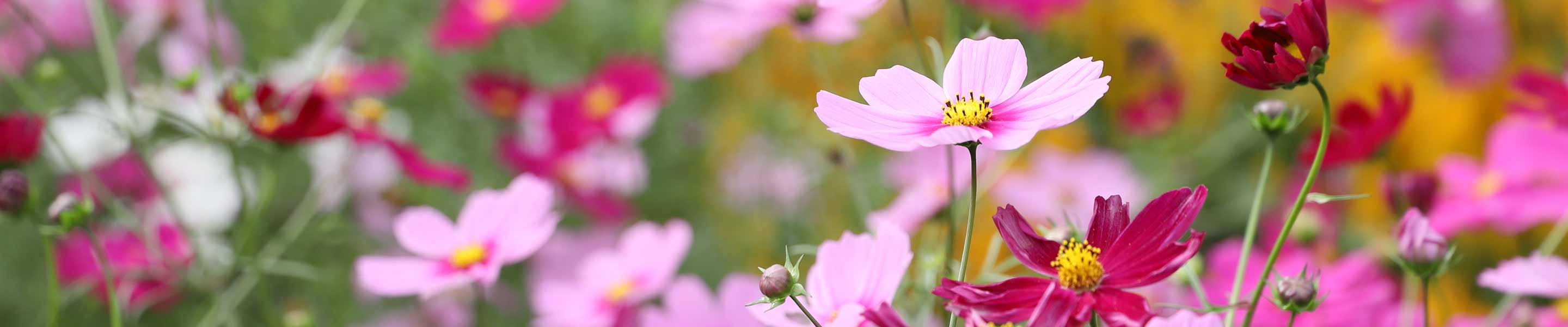 How to grow and care for Cosmos