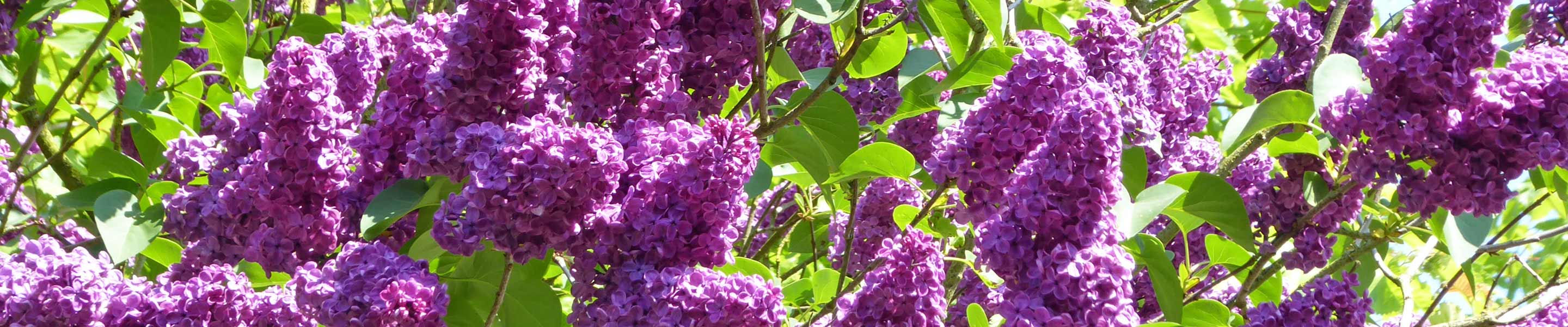 How to grow and care for Buddleia