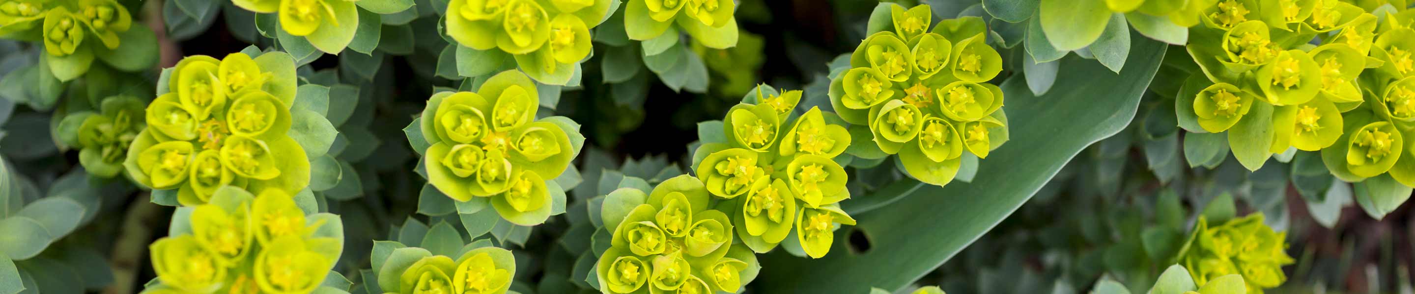 How to grow and care for Euphorbias