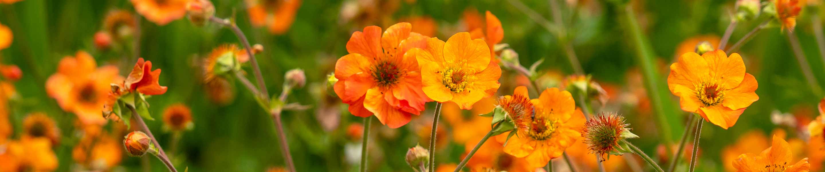 How to grow and care for Geums