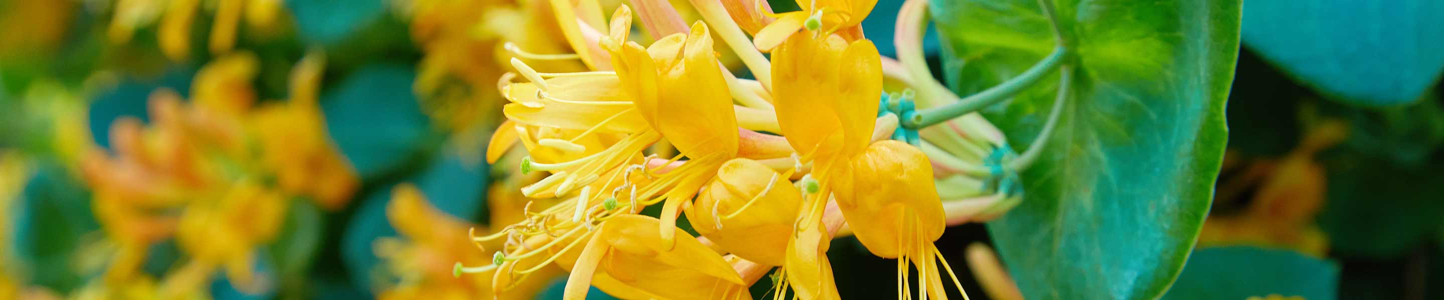 How to grow and care for Honeysuckle