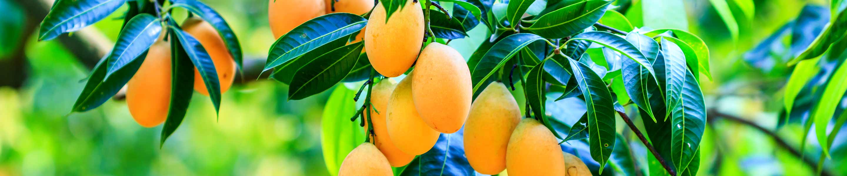 How to grow and care for mango trees