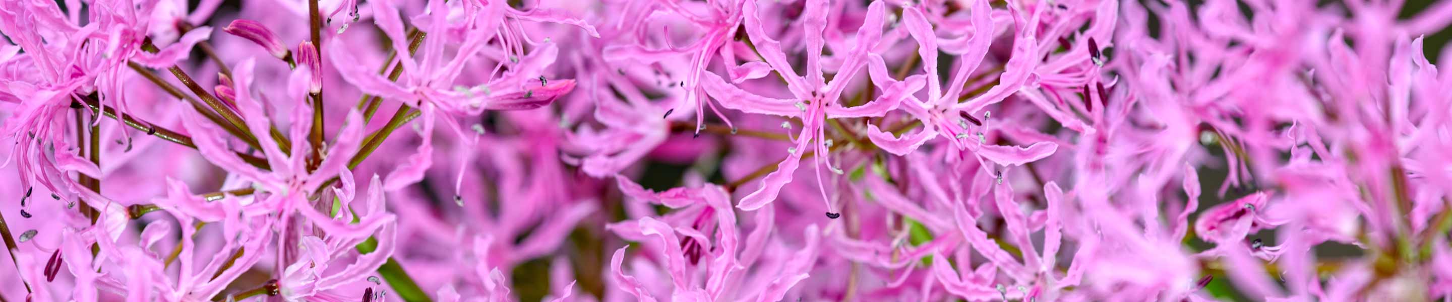 How to grow and care for Nerine bulbs