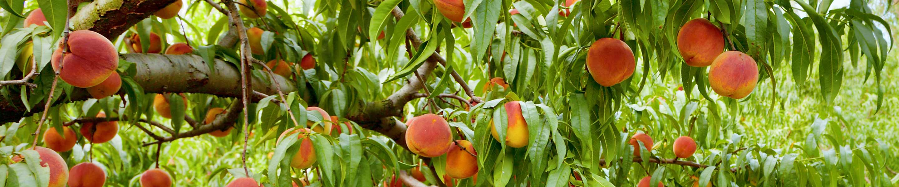 How to grow and care for peaches