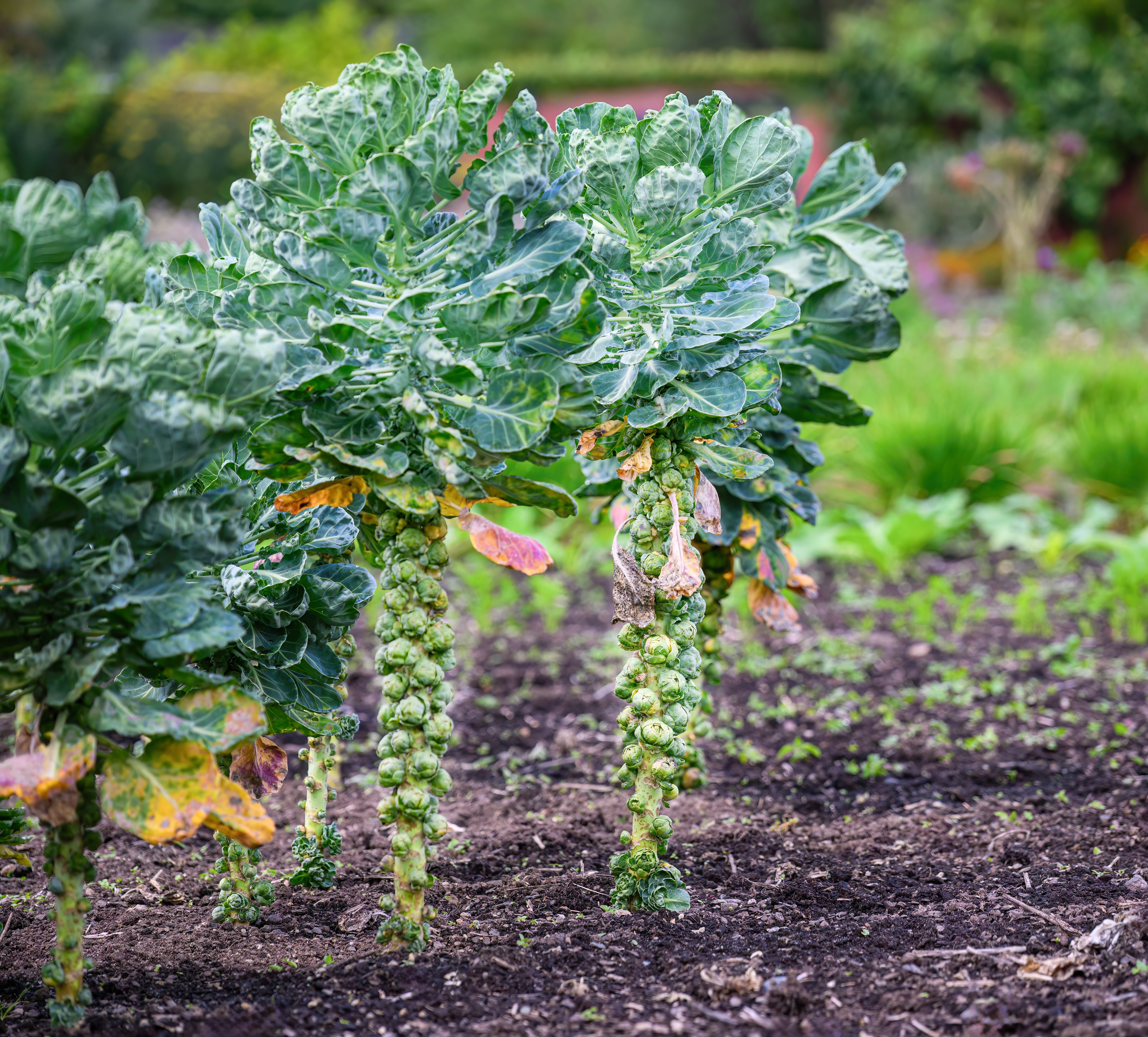 Rosenkohl richtig anpflanzen