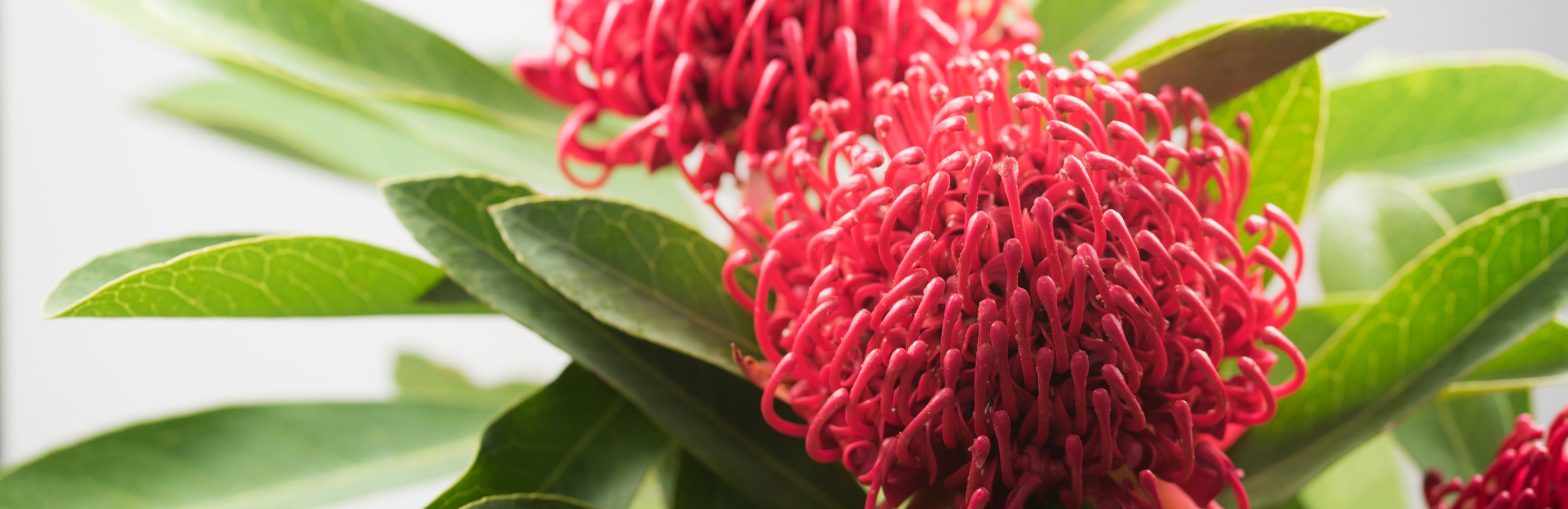 Waratah