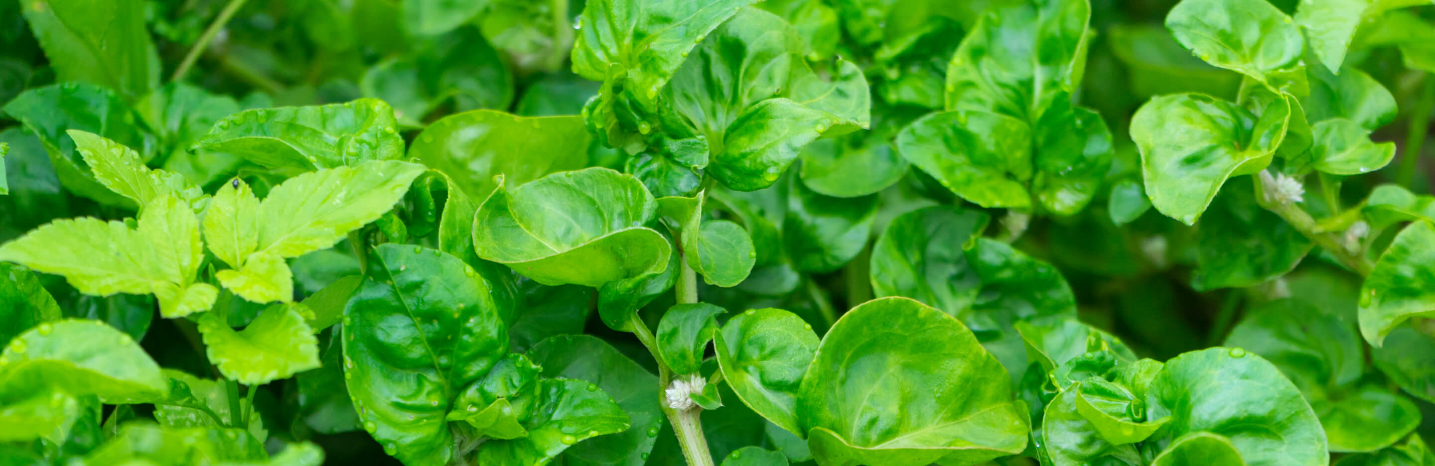 Watercress