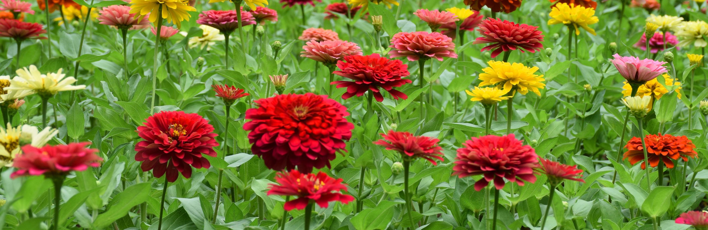 Growing Zinnia