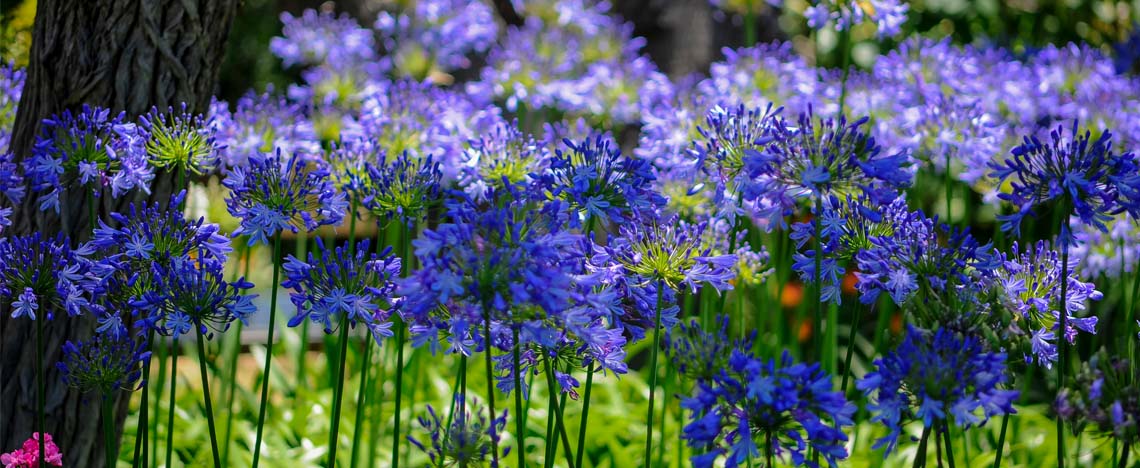 Agapanthus kweken – Planten in de tuin - I Love My Garden