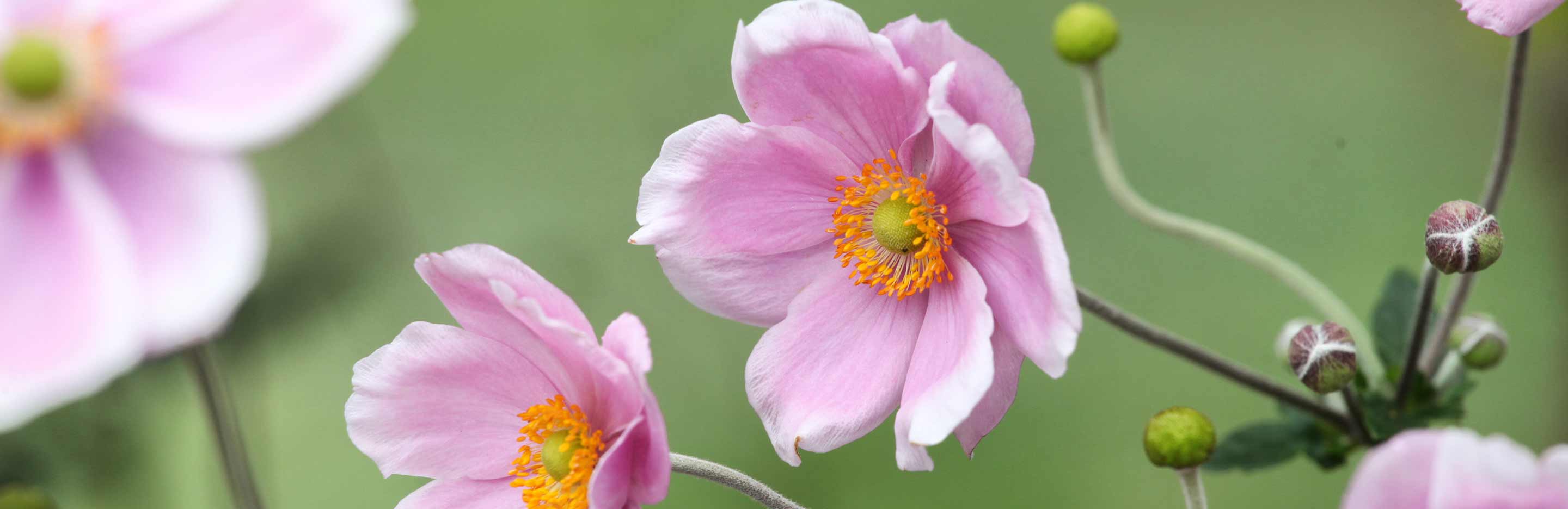 How to grow and care for Anemone 