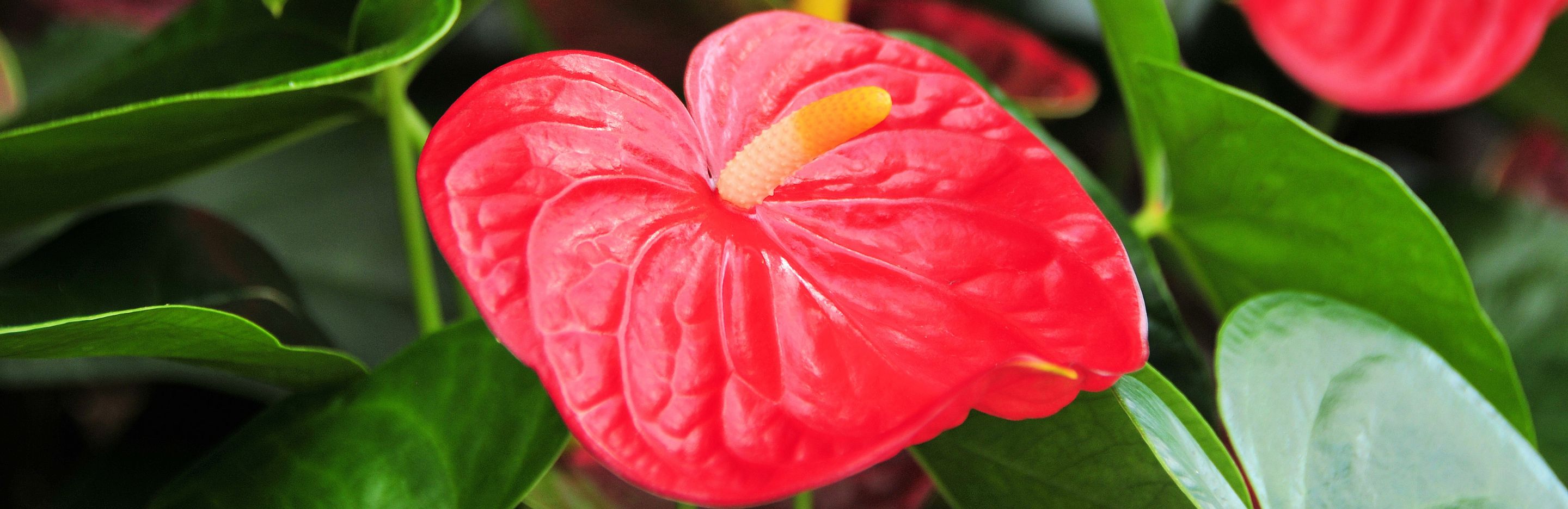 Anthurium