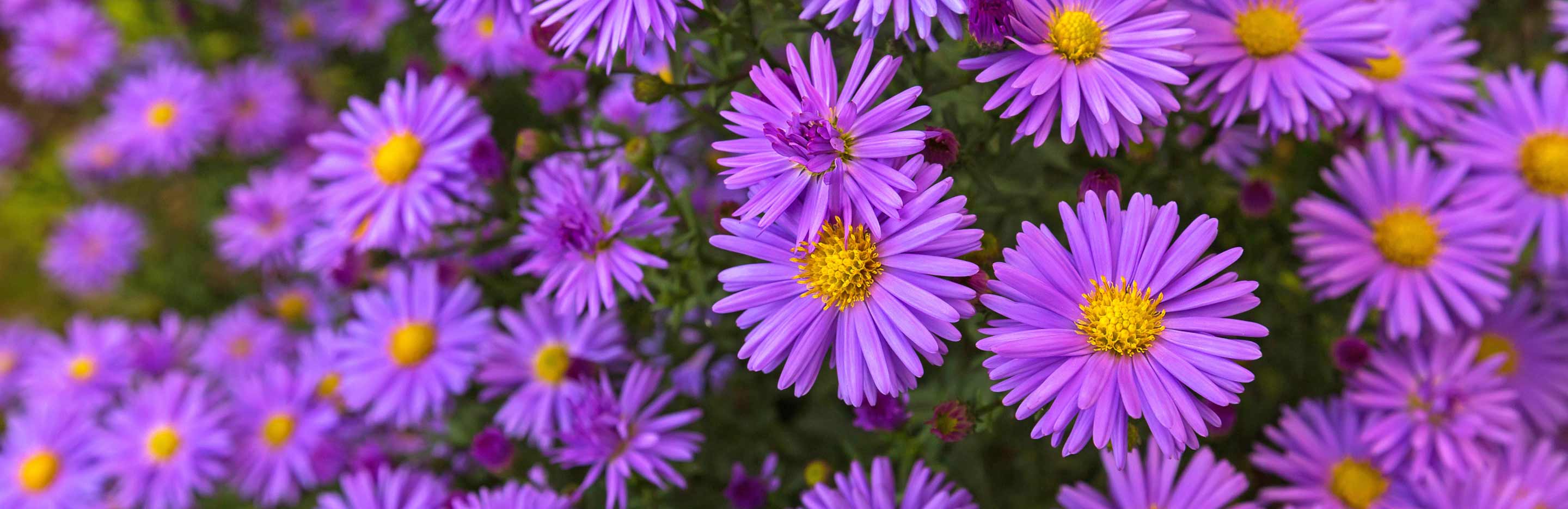 How to grow and care for Asters 