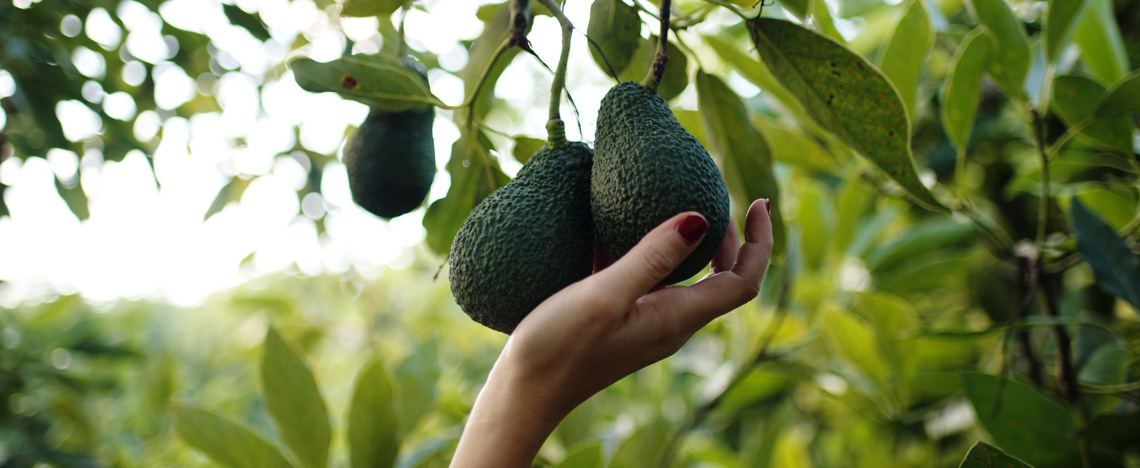 Culture de l'avocat - soin des plantes et recolte - I Love My Garden